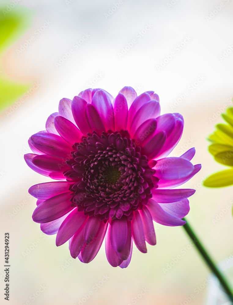 Macro photo of gerbera flower with water drop. floral background with pink gerbera. Macro photo of gerbera flower with water drop. floral background with pink gerbera.