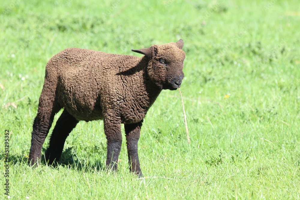 Schaf Suffolk-Coopworth-Kreuzung / Suffolk x Coopworth sheep / Ovis. Schaf Suffolk-Coopworth-Kreuzung / Suffolk x Coopworth sheep / Ovis.
