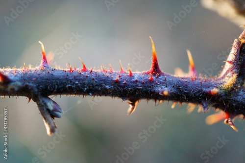Abstract defocused macro photography of colorful thorny branch in spring time