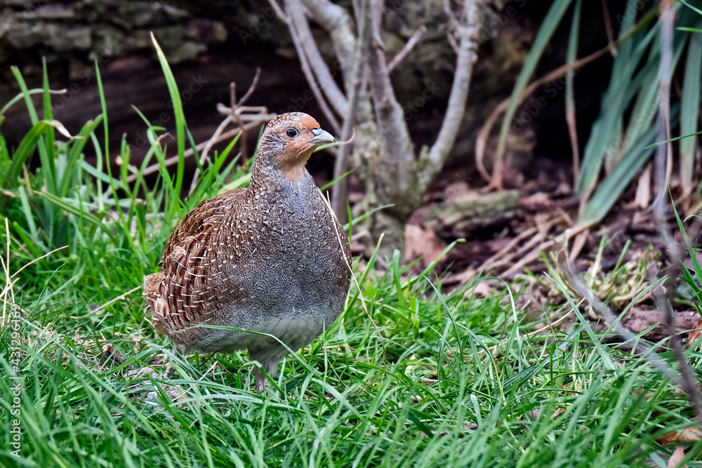 Rebhuhn ( Perdix perdix ). Rebhuhn ( Perdix perdix ).