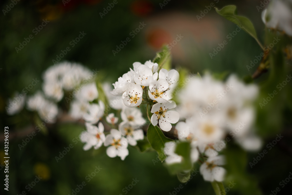 tree blossom tree blossom