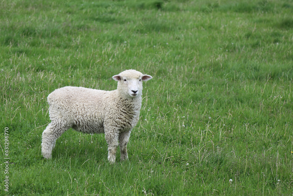 Fototapeta premium Romneyschaf / Romney sheep / Ovis.
