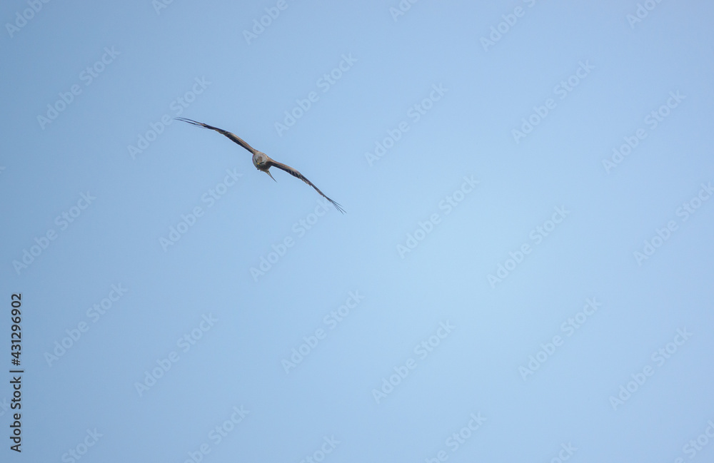 red kite soaring with outstretched wings in a beautiful blue spring sky red kite soaring with outstretched wings in a beautiful blue spring sky