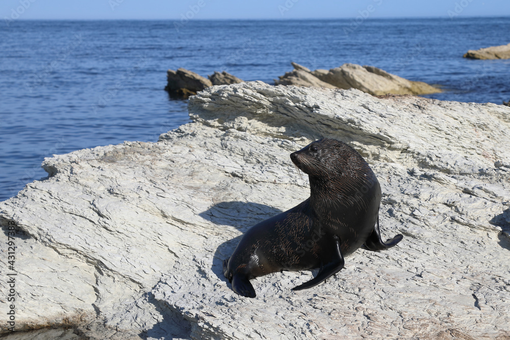 Fototapeta premium Neuseeländischer Seebär / New Zealand fur seal / Arctocephalus forsteri