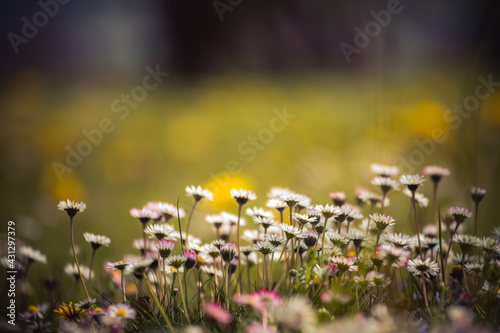 Daisies in springtime: Close up picture, copy space