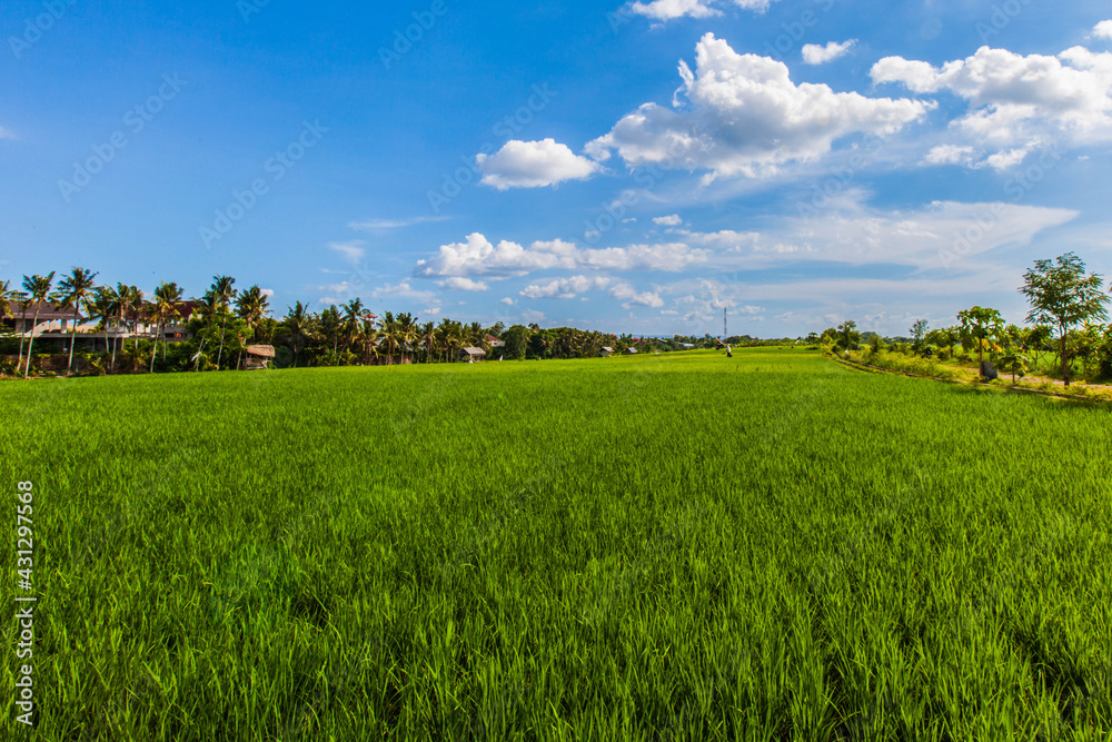 Green rice field in Thailand