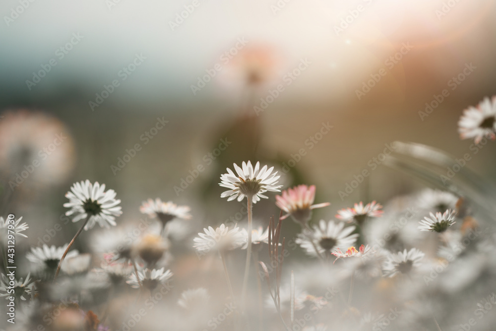 Daisies in springtime: Close up picture, copy space Daisies in springtime: Close up picture, copy space