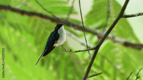 Purple-crowned fairy (Heliothryx barroti) is a large hummingbird that breeds in the lowlands and hills from southeastern Mexico south to southwestern Ecuador, sitting on the green tree in Costa Rica. photo