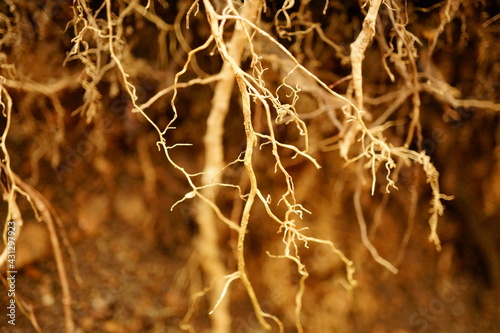Macro photography of tree roots in the woods - abstract nature