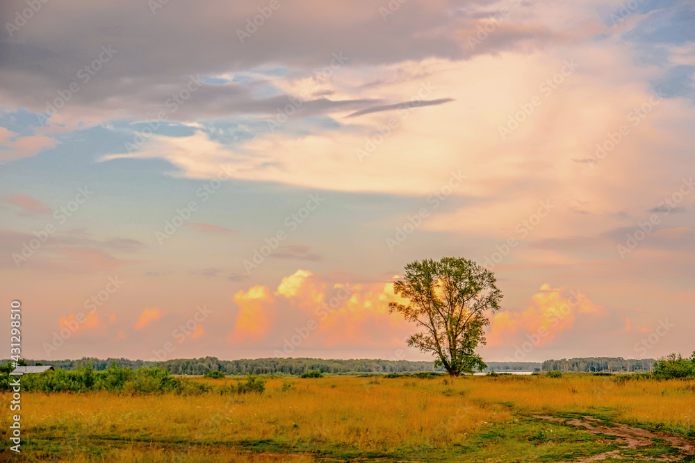 Silhouette of a solitary  tree at sunset  Lonely tree on open field at sunset, pink and orange sky with clouds.