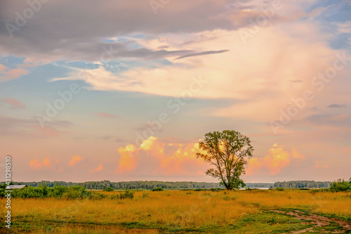 Silhouette of a solitary  tree at sunset  Lonely tree on open field at sunset  pink and orange sky with clouds.