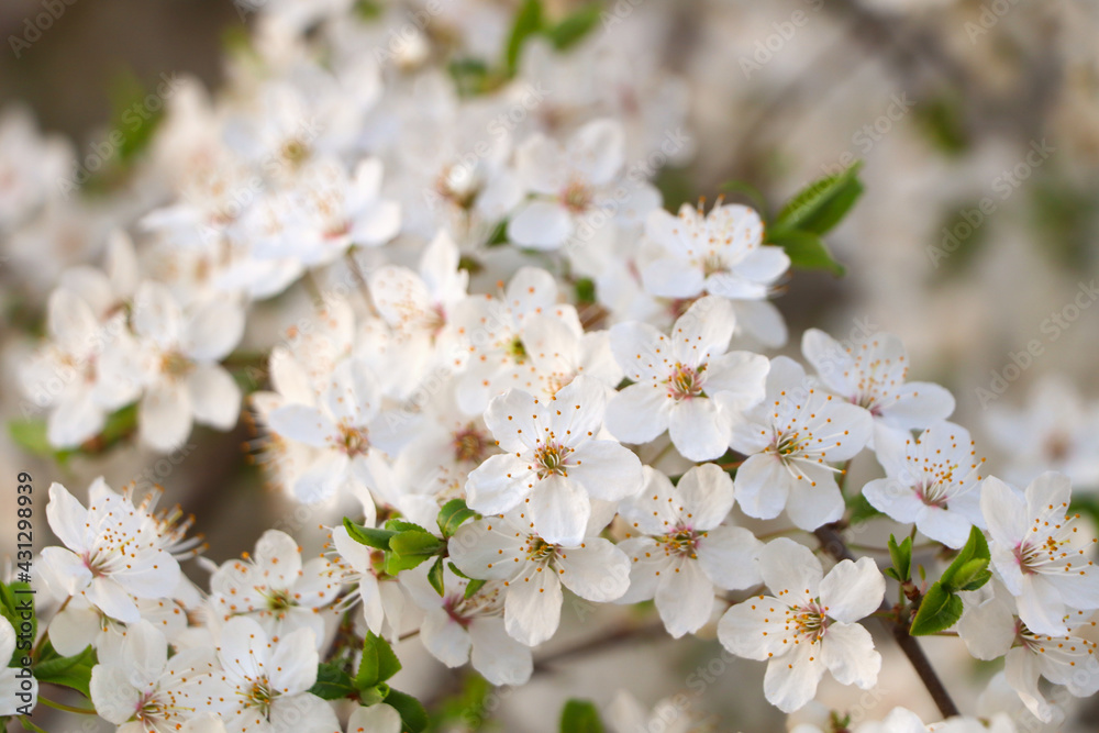 Cherry tree with white blossoms on blurred background, closeup. Spring season