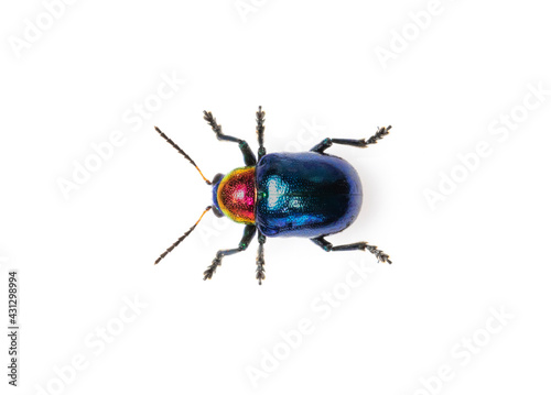 Image of blue milkweed beetle it has blue wings and a red head isolated on white background. Insect. Animal.