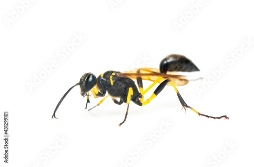 Image of mud dauber wasp(Sphecidae) isolated on white background. Insect. Animal.
