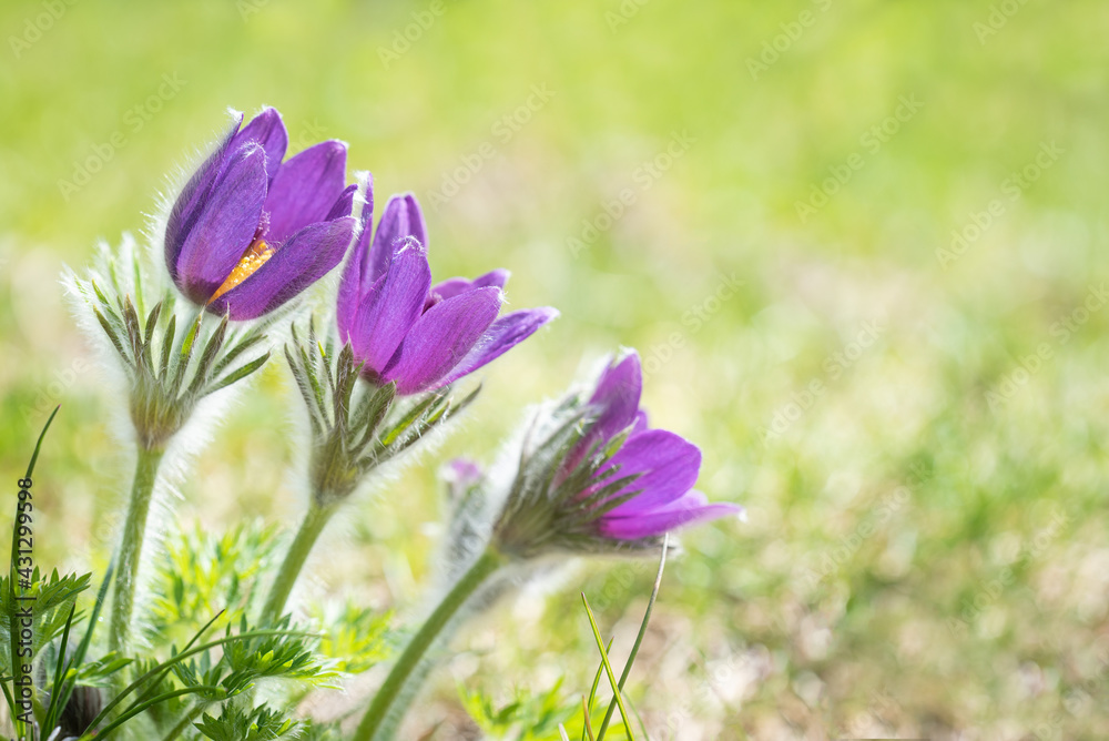 Fototapeta premium Anemone im Frühling