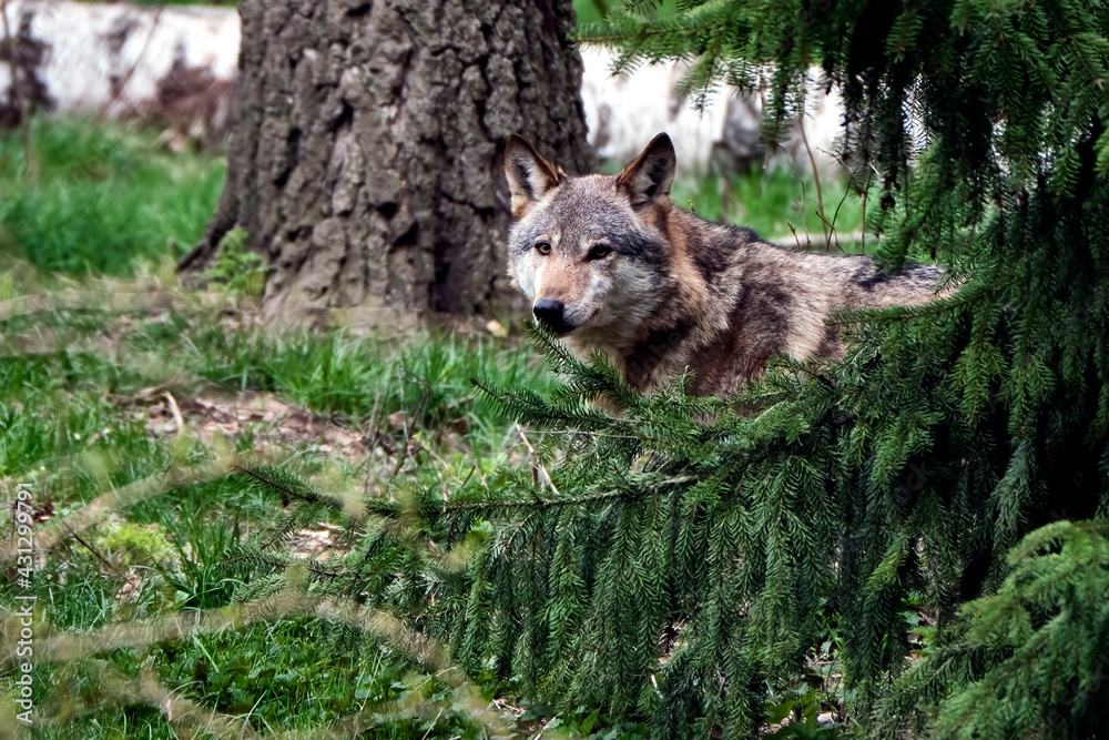 Fototapeta premium Europäischer Wolf ( Canis lupus )