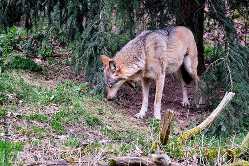 Europäischer Wolf ( Canis lupus )