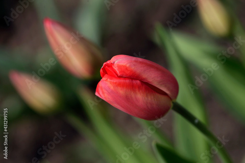 Colorful spring flowers on nature background