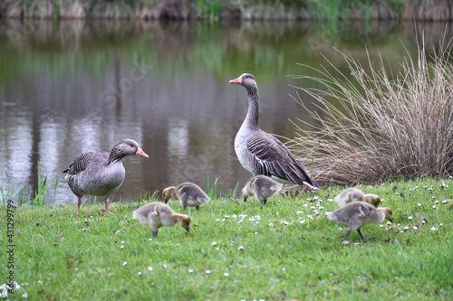 Graugänse im Ahnepark Vellmar