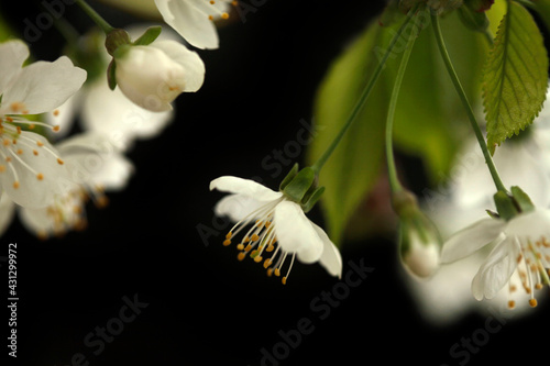 Colorful spring flowers on nature background