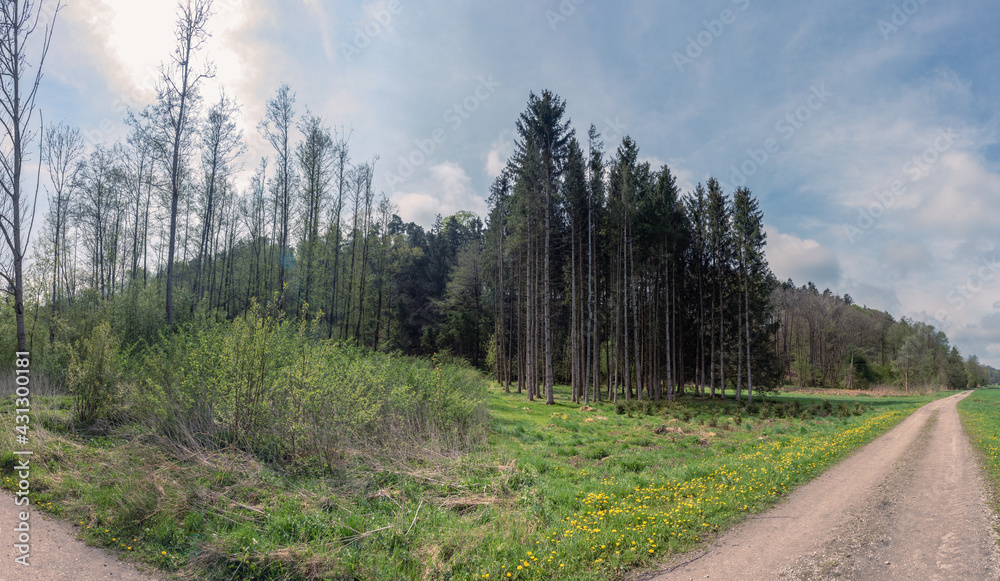 Waldrand Panorama mit Aufforstung , Wiese, blühenden Löwenzahn und Weg