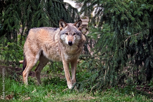 Europäischer Wolf ( Canis lupus )