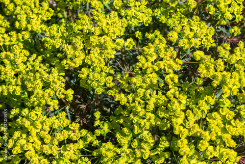 Euphorbia cyparissias 'Fens Ruby' a spring summer evergreen flowering shrub plant with a  springtime summer yellow flower and commonly known as cypress spurge, stock photo image photo