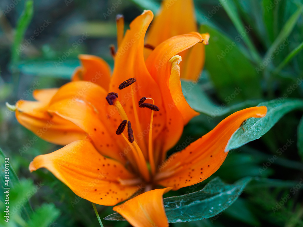 Asiatic hybrid Orange lilies in a garden Asiatic hybrid Orange lilies in a garden