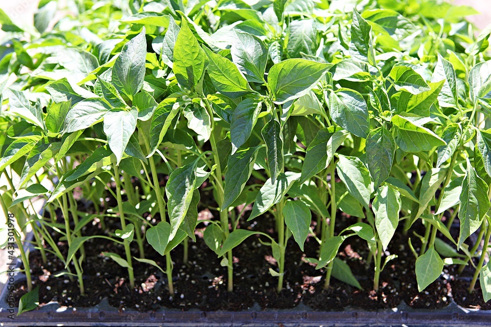 Obraz premium 한국공원에핀튤립입니다