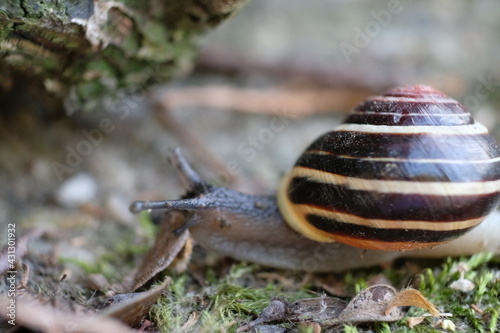 FU 2020-05-27 Schnecke 29 Schnecke mit Haus