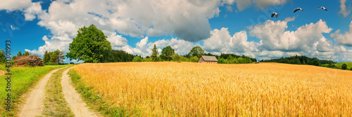Panorama with countryside gravel road among spring fields and old oak tree and village on horizon. Concept of ecological tourism in Baltic countries