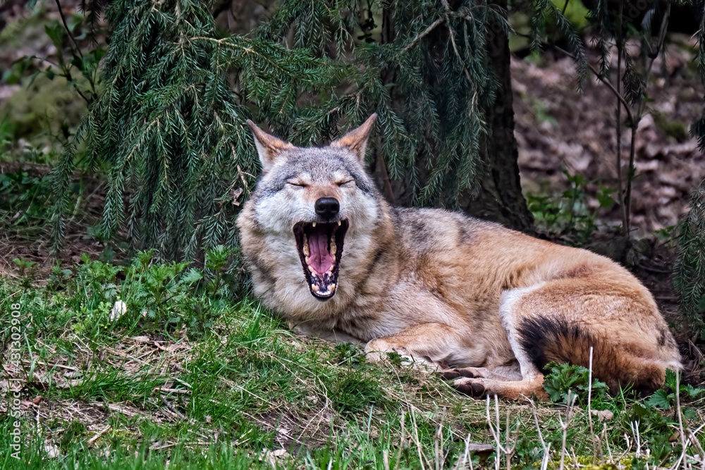 Europäischer Wolf ( Canis lupus ).