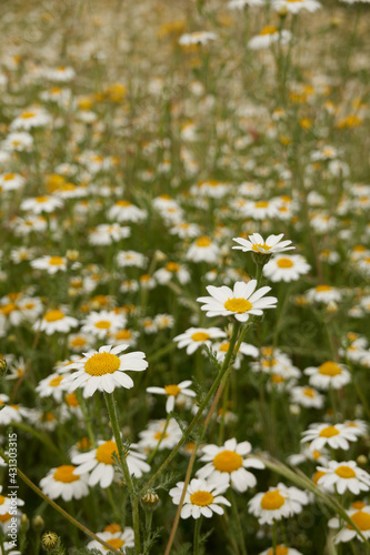 Field of daisy flowers in the Meaques Retamares Environment, near the Valchico Lagoon, in Madrid. Spain