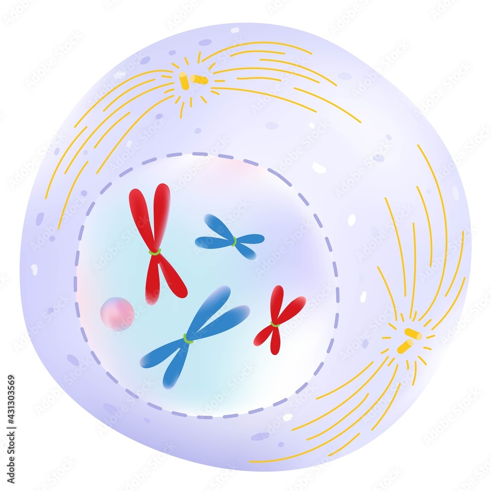 Prophase is the phase of the cell cycle. Stock Vector | Adobe Stock