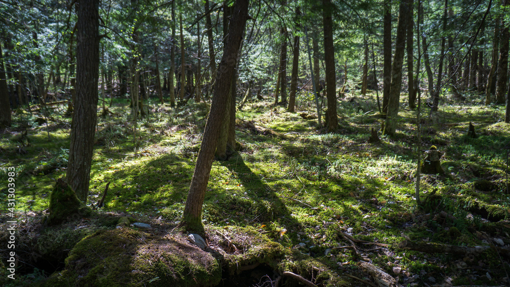 Obraz premium the green undergrowth of the Mont Chauve hike, in spring. This trail is located in Mont Orford national park in Quebec, Canada