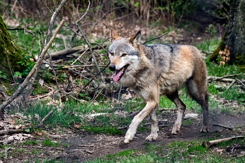 Europ  ischer Wolf   Canis lupus  .