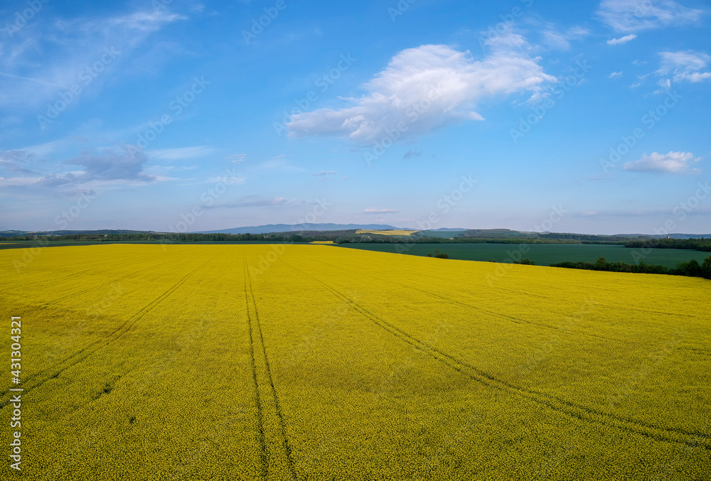 Obraz premium Yellow rapeseed field in bloom at spring