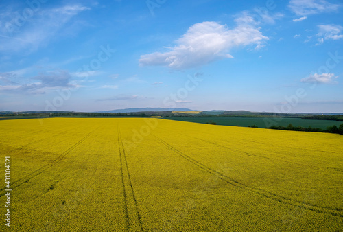 Yellow rapeseed field in bloom at spring