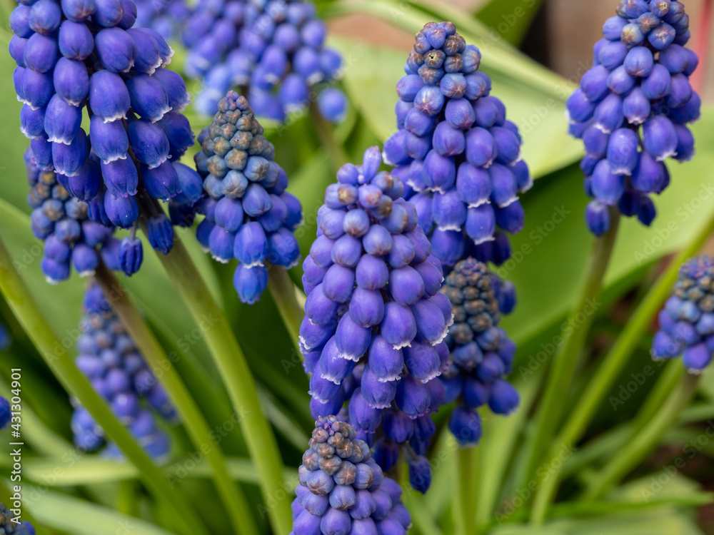 Blaue Traubenhyazinthen blüht im Frühling Blaue Traubenhyazinthen blüht im Frühling