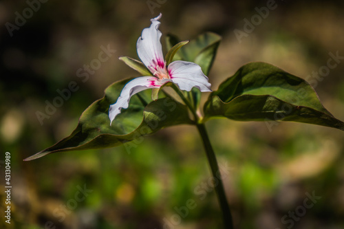 Trillium blossoming on the way to the top of Mont Chauve, a peak in Mont Orofrd National Park in Quebec, Canada photo