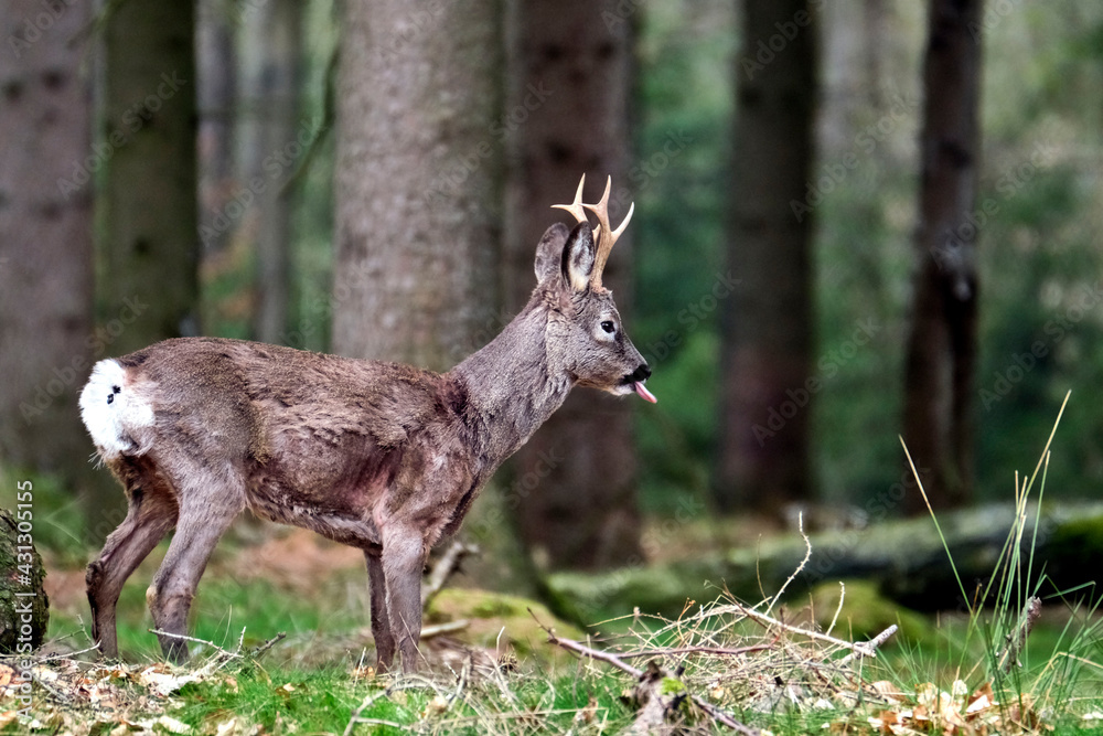 Naklejka premium Reh ( Capreolus capreolus ).