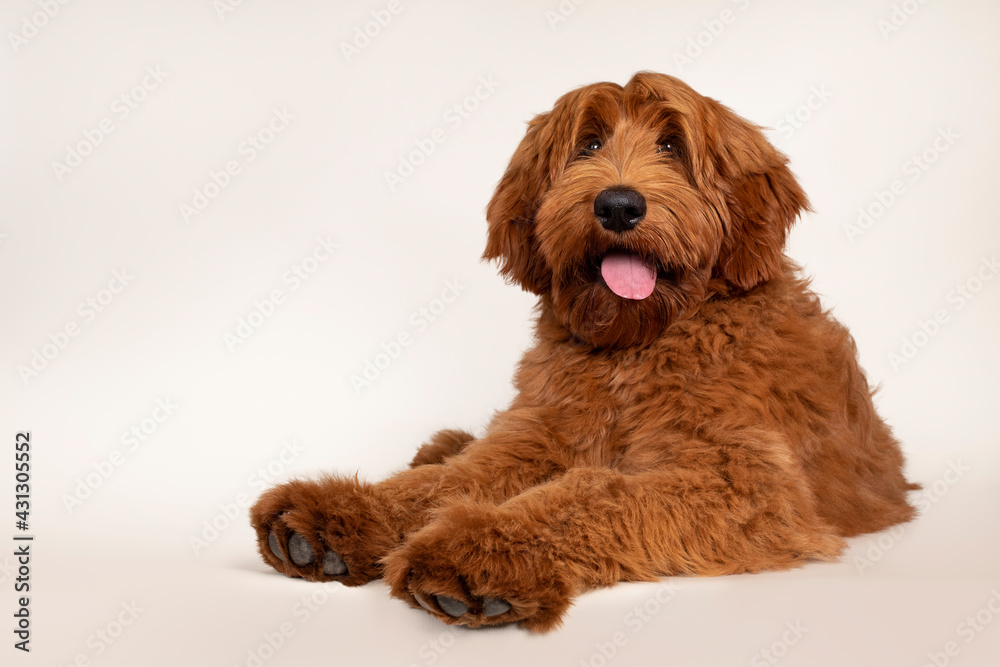 Fototapeta premium Handsome male apricot or red Australian Cobberdog aka Labradoodle, laying down with paws over edge. Looking friendly beside camera. Black nose, pink tongue out. Isolated on champagne background.