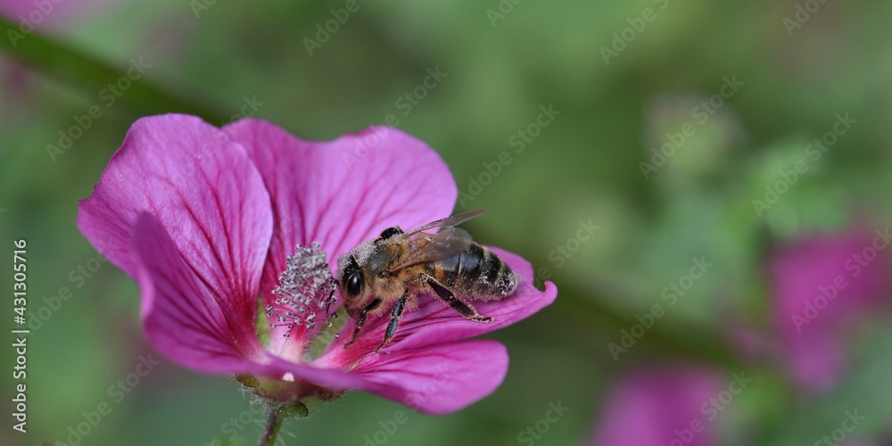 Fototapeta premium abeille sur mauve 1