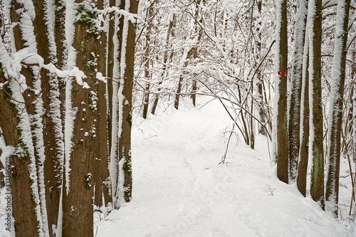Snow-covered path in the forest after snowstorm 