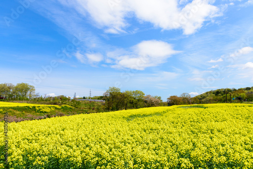 さわやかな菜の花畑