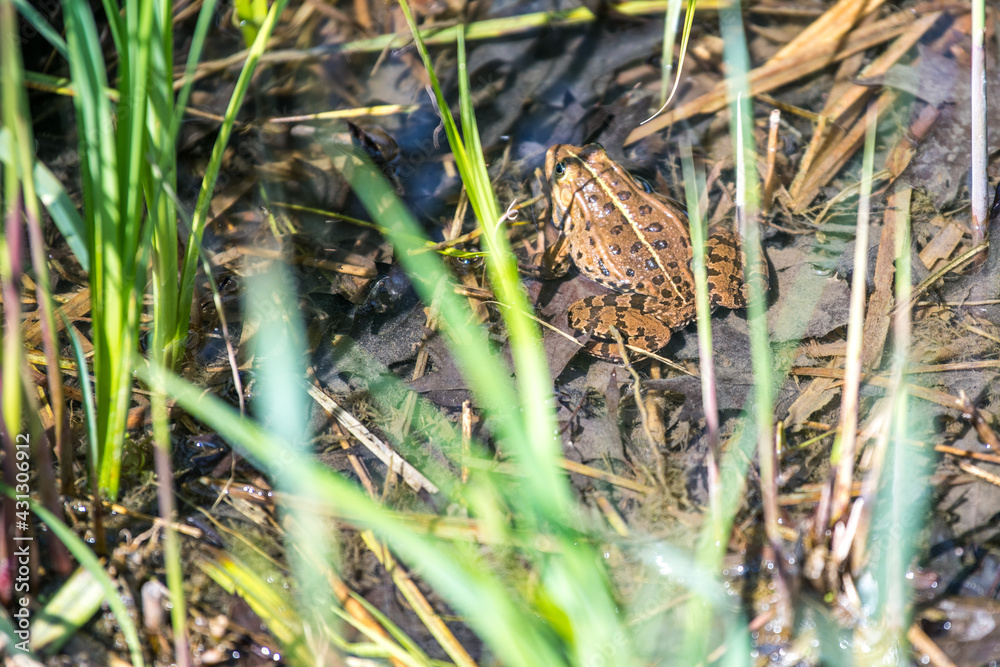 frog in the grass frog in the grass