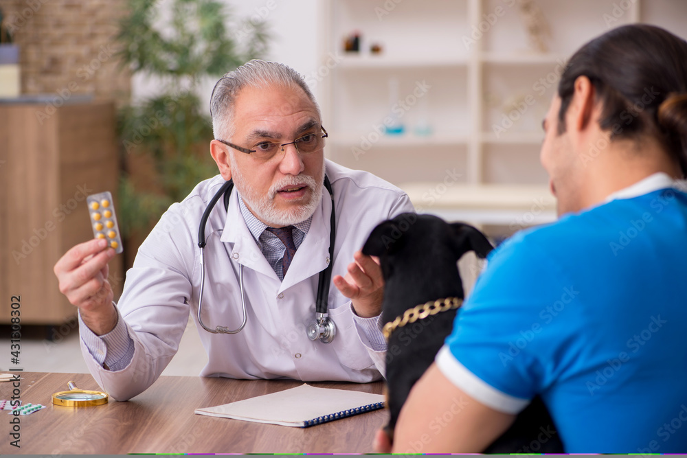 Old male vet doctor examining dog in the clinic Old male vet doctor examining dog in the clinic