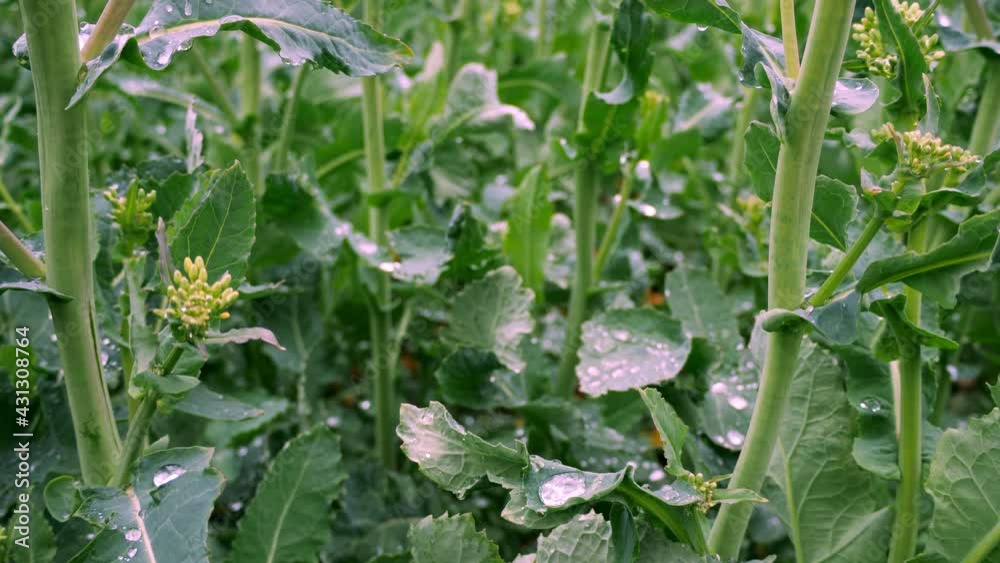 Blooming rapeseed field. Dew drops on rapeseed leaves. Blooming rapeseed field. Dew drops on rapeseed leaves.