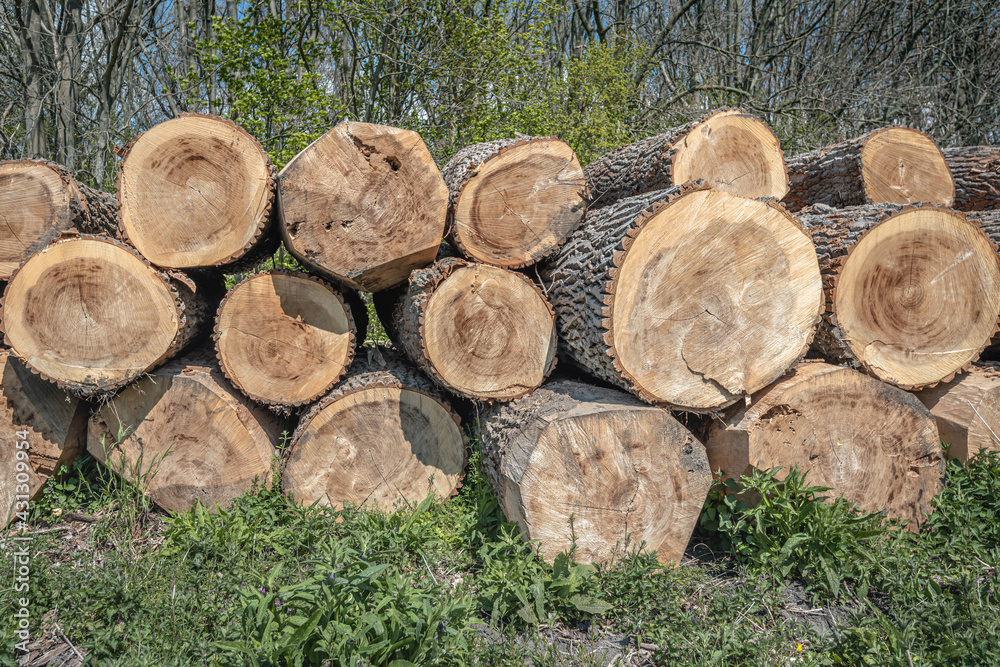 Stack thick logs in the sunlight waiting for transport to the sawmill. The photo was taken at the beginning of the Dutch spring season. Stack thick logs in the sunlight waiting for transport to the sawmill. The photo was taken at the beginning of the Dutch spring season.