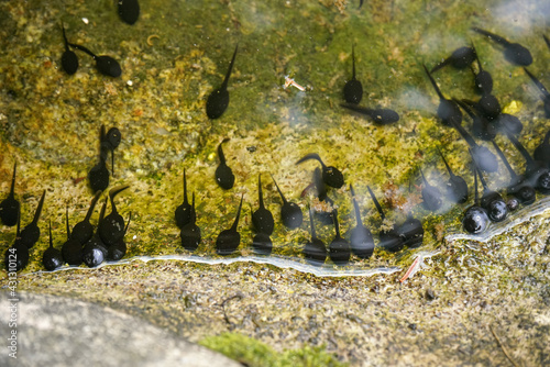 Konstfotografi Group of small black tadpoles swimming near rocky pond shore, closeup detail